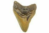 Fossil Megalodon Tooth - North Carolina #257753-1